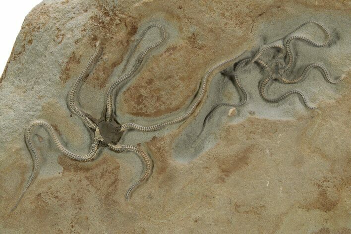 Two Jurassic Brittle Stars (Palaeocoma) - Lyme Regis #316593